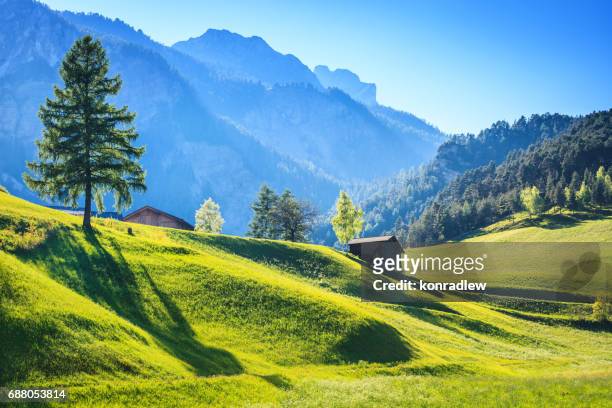 alpen landscape - green field meadow full of spring flowers - upper austria stock pictures, royalty-free photos & images