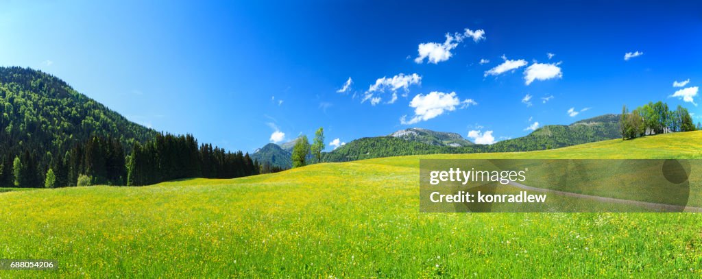 Alpen-Landschaft - grün Feld Wiese voller Blumen im Frühling