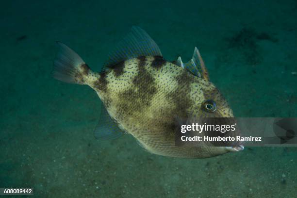 rough triggerfish. - triggerfish stockfoto's en -beelden