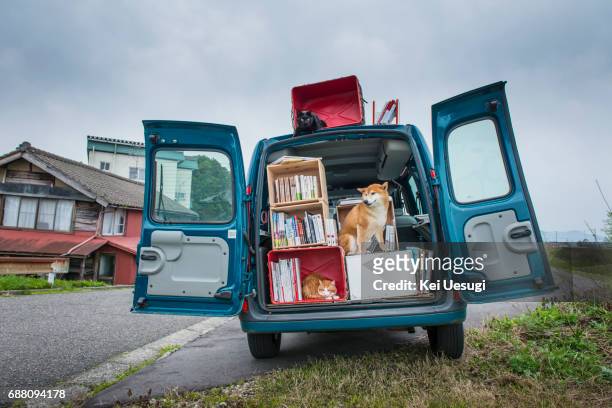 a moving bookstore - cat attitude stock pictures, royalty-free photos & images