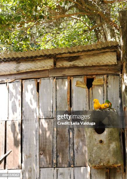 a nest of birds ararajuba - ararajuba stock pictures, royalty-free photos & images