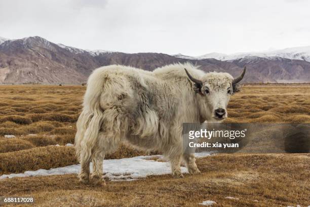 6,568 Yak Photos and Premium High Res Pictures - Getty Images