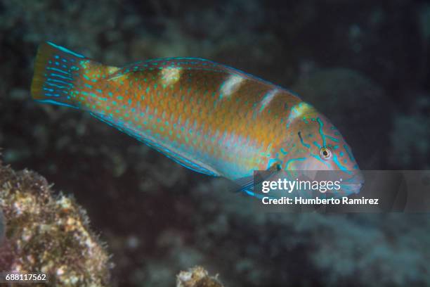 puddingwife.(initial phase) - lábrido fotografías e imágenes de stock