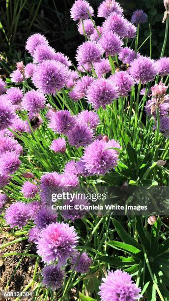 chives - allium flower imagens e fotografias de stock