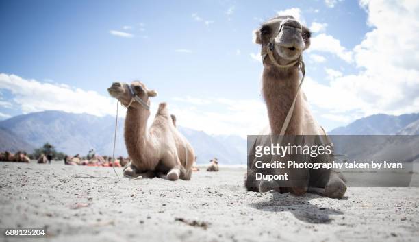chameaux de bactriane couchés - animaux domestiques 個照片及圖片檔