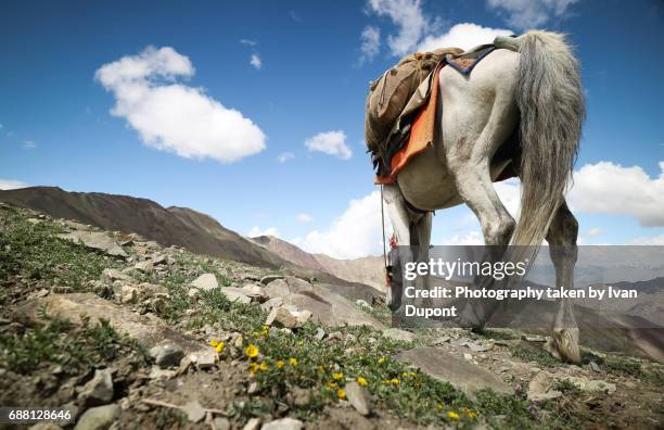 chevaux utilisés pour le transport dans la région du ladakh - animaux domestiques 個照片及圖片檔