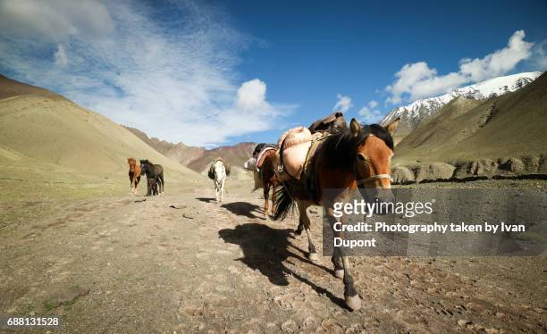 chevaux utilisés pour le transport dans la région du ladakh - animaux domestiques 個照片及圖片檔