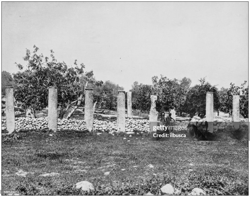 Antique photographs of Holy Land, Egypt and Middle East: Palace of Herod, Samaria or Sebaste