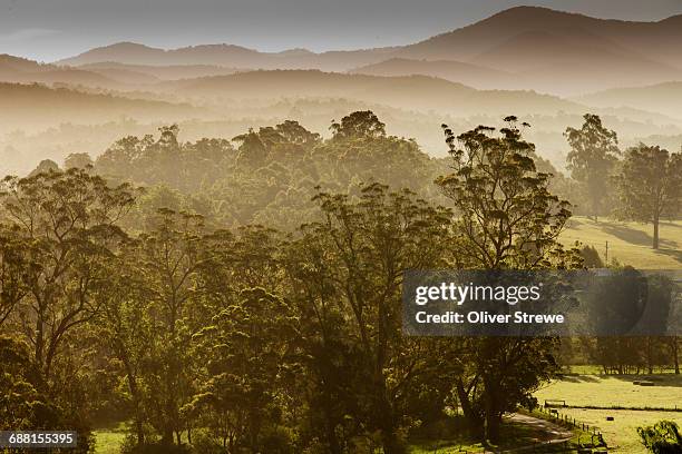 forest & farmland - eucalyptus stock pictures, royalty-free photos & images