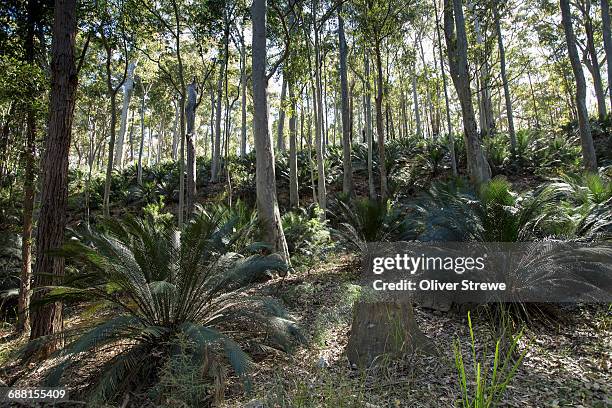 eucalyptus forest - cycad stock pictures, royalty-free photos & images