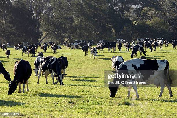 holstein friesian cows - holstein friesian stockfoto's en -beelden