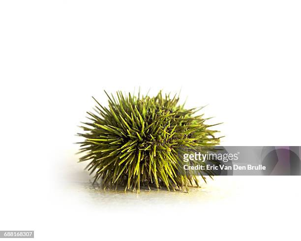 sea urchin on white background - eric van den brulle stockfoto's en -beelden