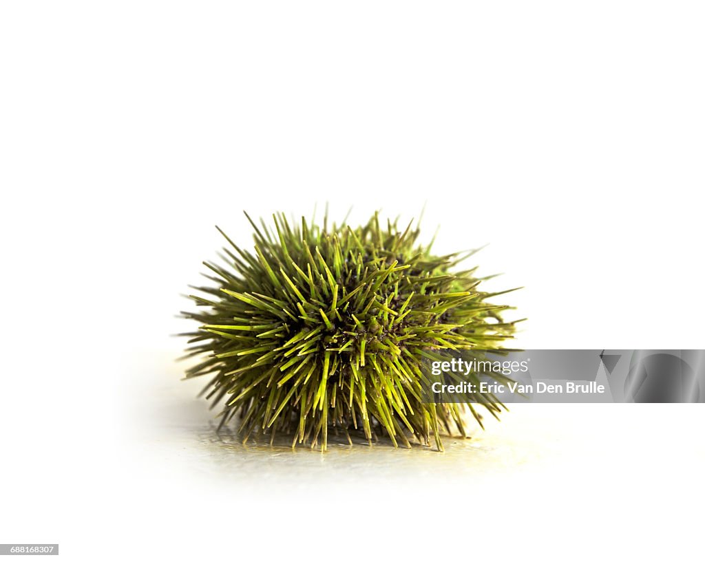 Sea Urchin on white background