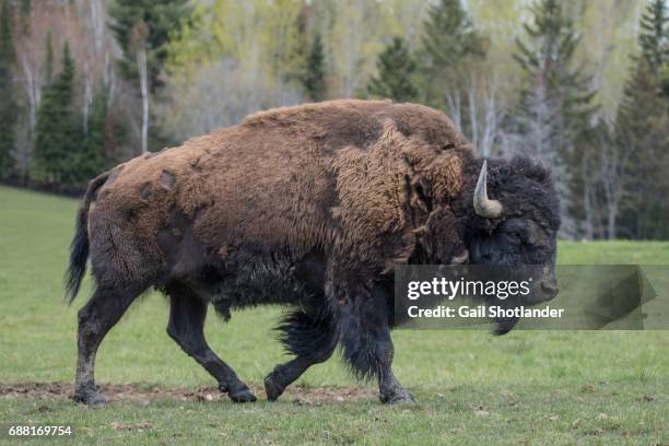 bison walking - amerikanischer bison stock-fotos und bilder