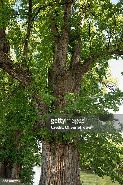 elm trees - ulmaceae stock pictures, royalty-free photos & images
