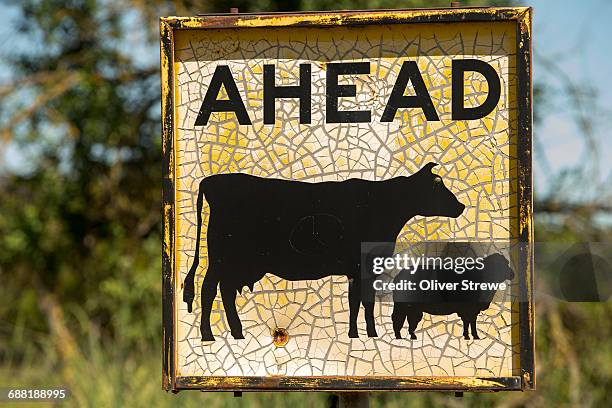 sign, livestock ahead - sun blistered stock pictures, royalty-free photos & images