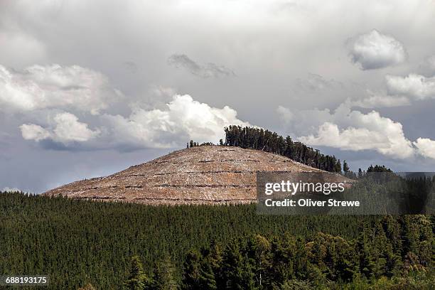 billapaloola state forest - deforestation australia stock pictures, royalty-free photos & images