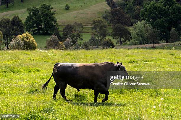 aberdeen angus bull - bull stock pictures, royalty-free photos & images