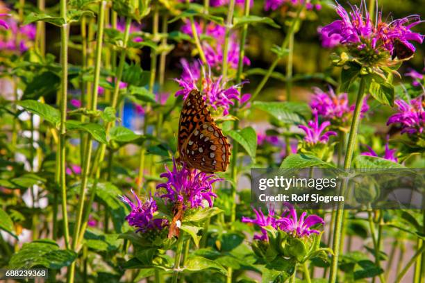 carols fritillary butterfly (speyeria carolae) feeding from bee balm flower (monarda nepetoídeae) - monada stock-fotos und bilder