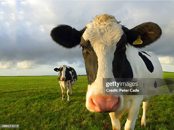 friesian cows in foild - étiquette d'identification du bétail photos et images de collection