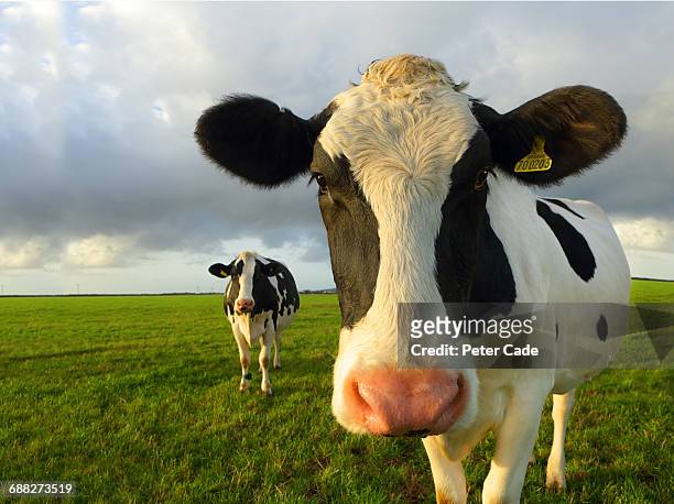friesian cows in foild - livestock tag stock pictures, royalty-free photos & images