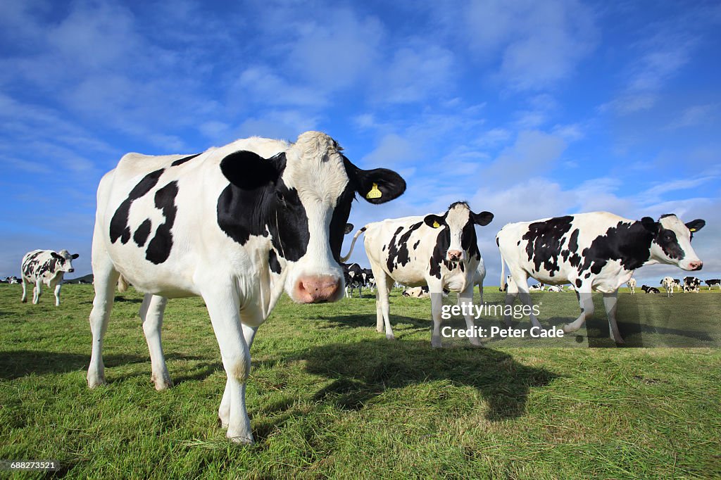 Friesian Cows in field