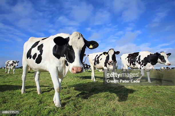 friesian cows in field - friesian cattle 個照片及圖片檔