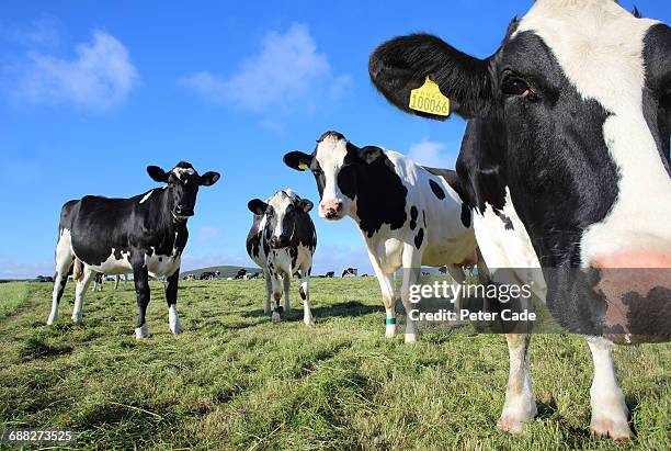 friesian cows in field - vache noire et blanche photos et images de collection