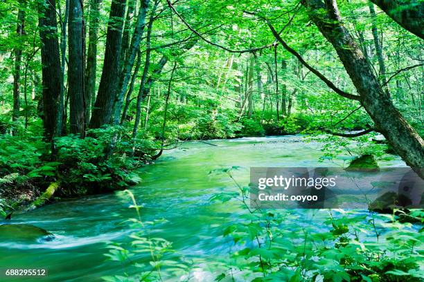 日本の静かな渓流シーン - 青森県 ストックフォトと画像