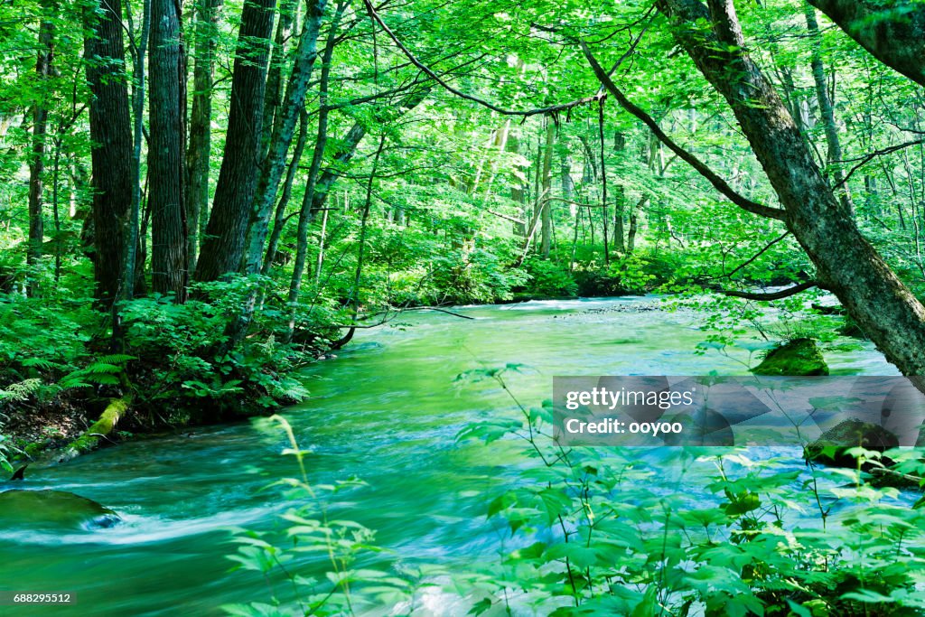 Peaceful Mountain Stream Scene in Japan