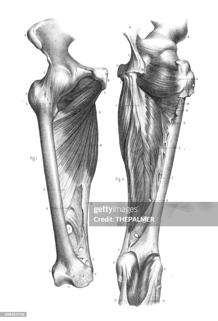 Anatomie de région de genou gravure 1866