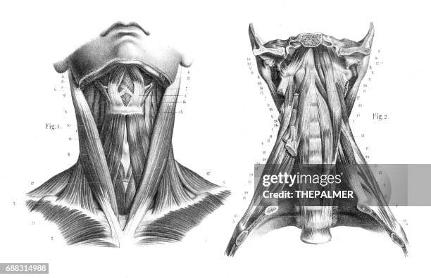 ilustraciones, imágenes clip art, dibujos animados e iconos de stock de anatomía de la garganta cuello grabado 1866 - cuello parte del cuerpo