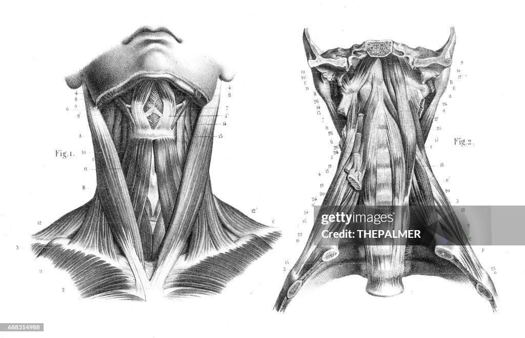 彫刻 1866 首喉の解剖学