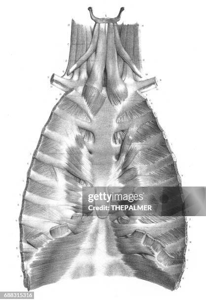ilustraciones, imágenes clip art, dibujos animados e iconos de stock de anatomía del esternón grabado 1866 - hueso occipital