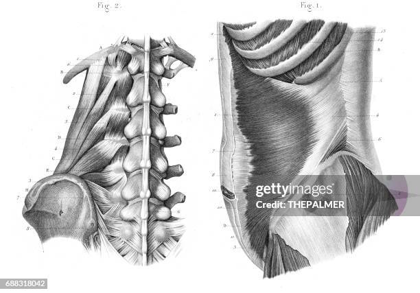 side region of the trunk anatomy engraving 1866 - lumbar nerve stock illustrations