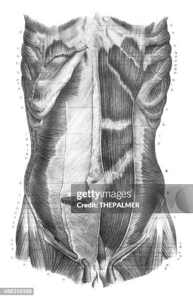 ilustraciones, imágenes clip art, dibujos animados e iconos de stock de anatomía de torso espalda grabado 1866 - hueso occipital