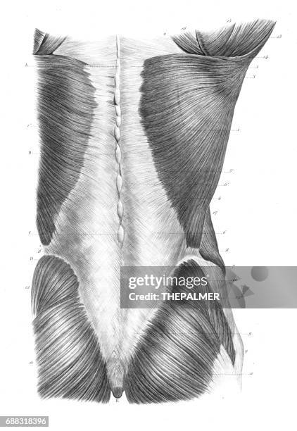 ilustraciones, imágenes clip art, dibujos animados e iconos de stock de anatomía de torso espalda grabado 1866 - hueso occipital