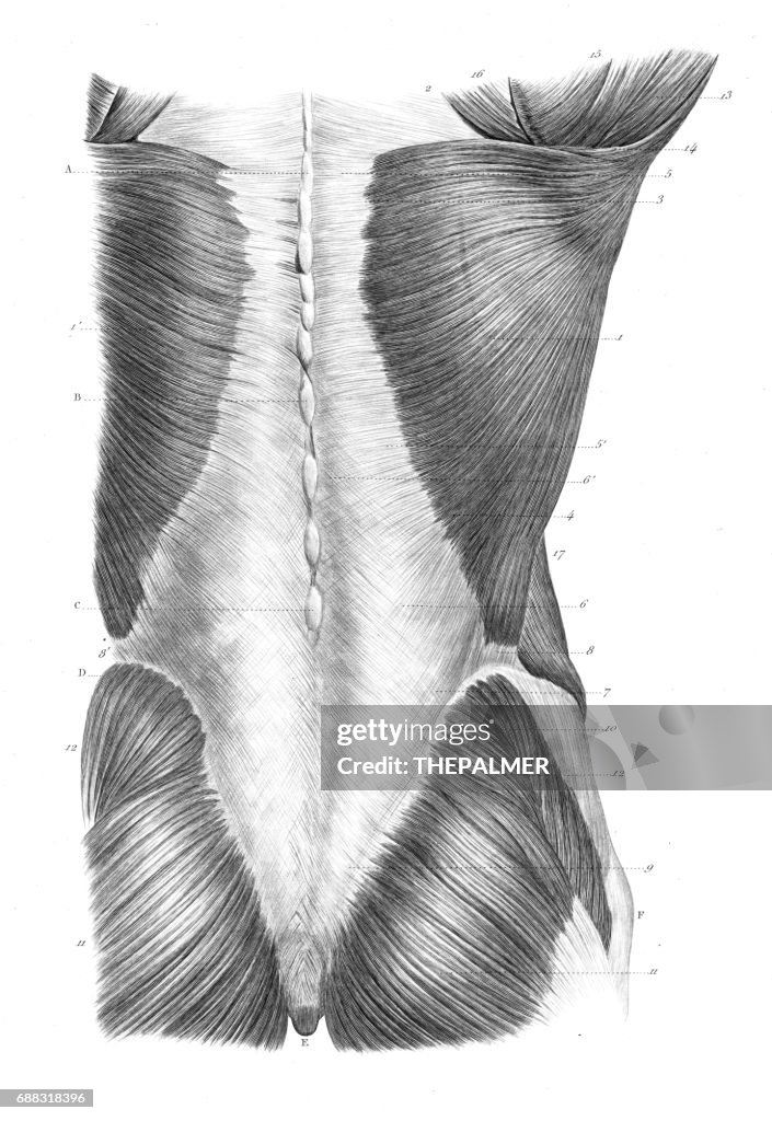 Torso Back View Back Torso Anatomy Engraving 1866 High-Res Vector Graphic - Getty Images
