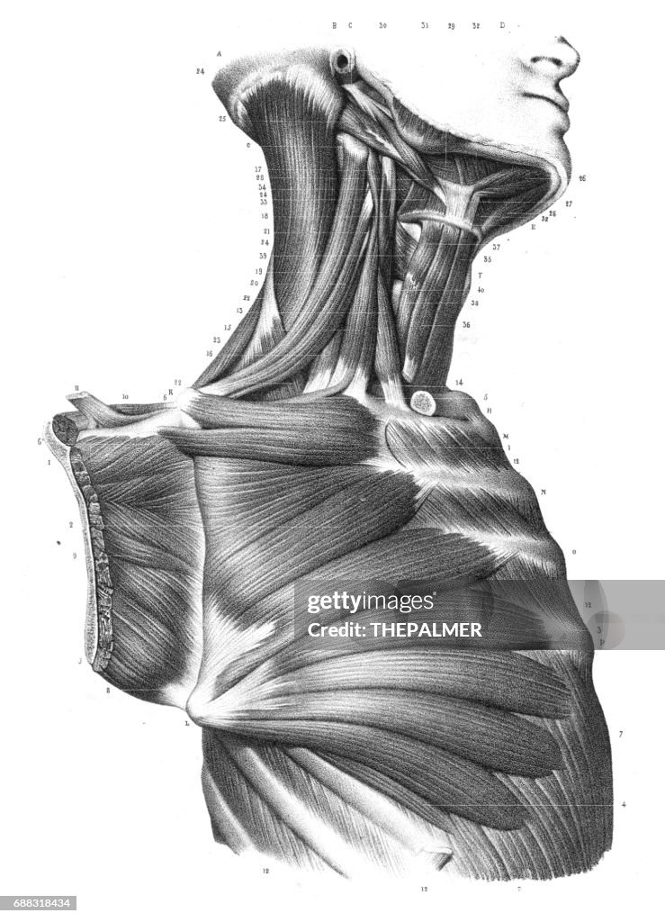 Anatomía de torso lado grabado 1866