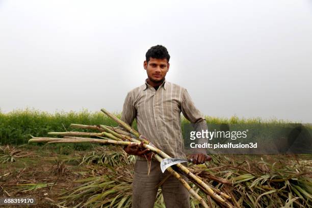 la récolte de canne à sucre - sugar cane field photos et images de collection