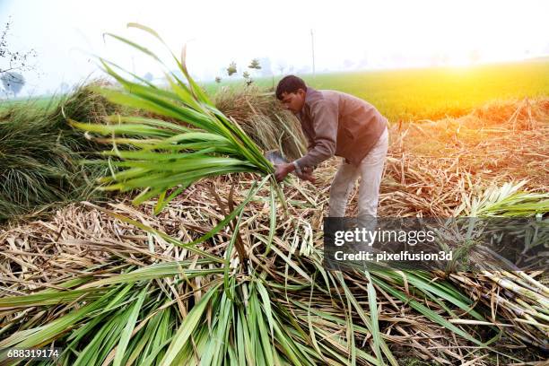 raccolta canna da zucchero - canna da zucchero foto e immagini stock