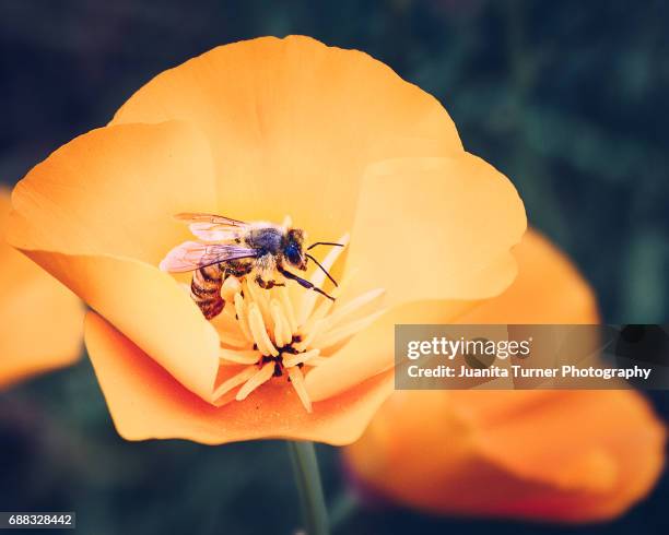 honey bee collecting pollen - california poppies stock pictures, royalty-free photos & images