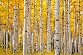 Aspen trees in Colorado on a beautiful Autumn day focusing on the tree trunks with a focus on the look of eyes on the trunks