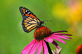 Butterfly kiss on a cosmos flower