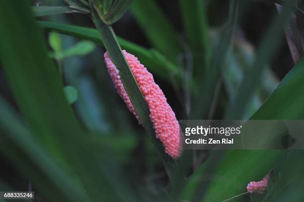 apple snail eggs attached to aquatic plants in a pond in florida, usa - pond snail stock pictures, royalty-free photos & images