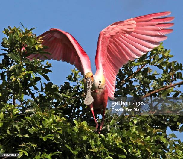 a single roseate spoonbill (platalea ajaja) lands on tree with nesting material - ventrale kant stockfoto's en -beelden