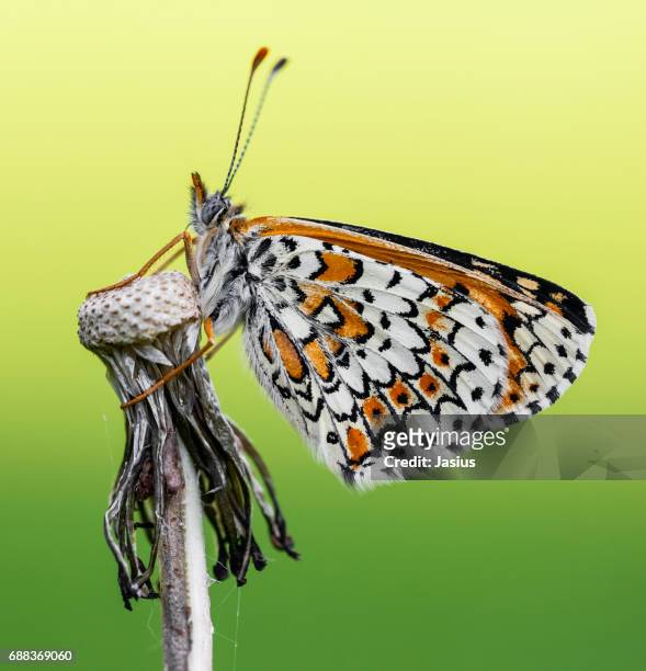 glanville fritillary butterfly - papillon fritillaire photos et images de collection