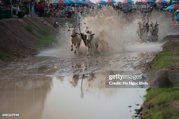 Cow Racing Thumbnail 96 Cow Racing Vietnam Stock Photos, High-Res Pictures, and Images ...