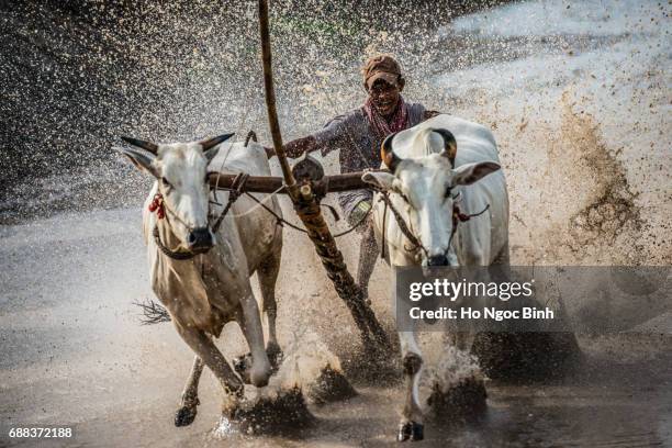 Cow Racing Thumbnail 96 Cow Racing Vietnam Stock Photos, High-Res Pictures, and Images ...