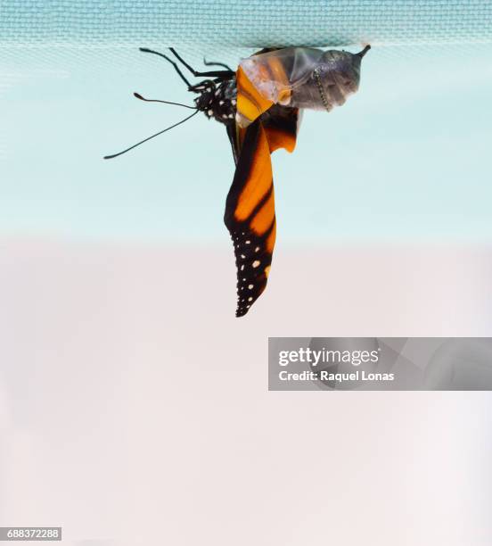 butterfly emerging from chrysalis - changing appearance photos et images de collection